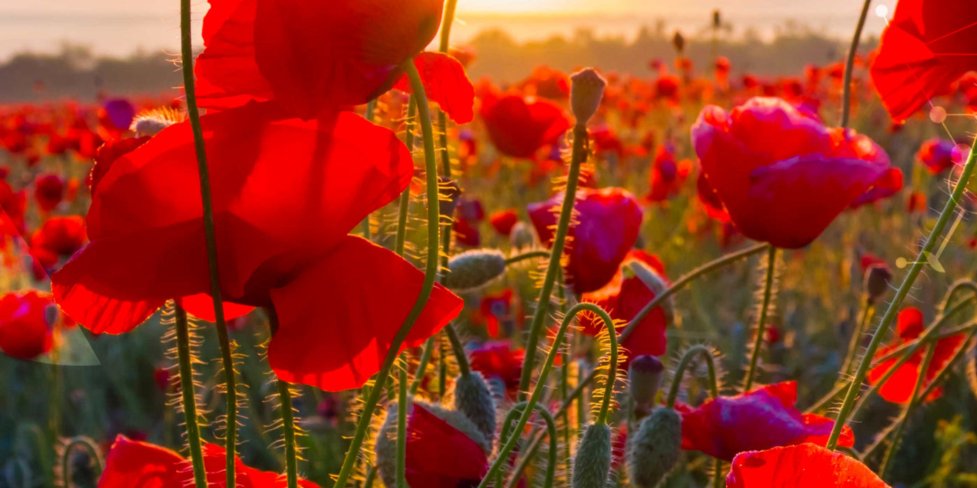 Le [Coquelicot]