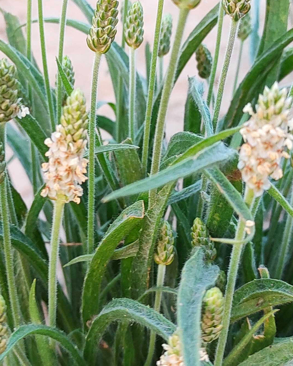 Le [Psyllium blond] ou Ispaghul