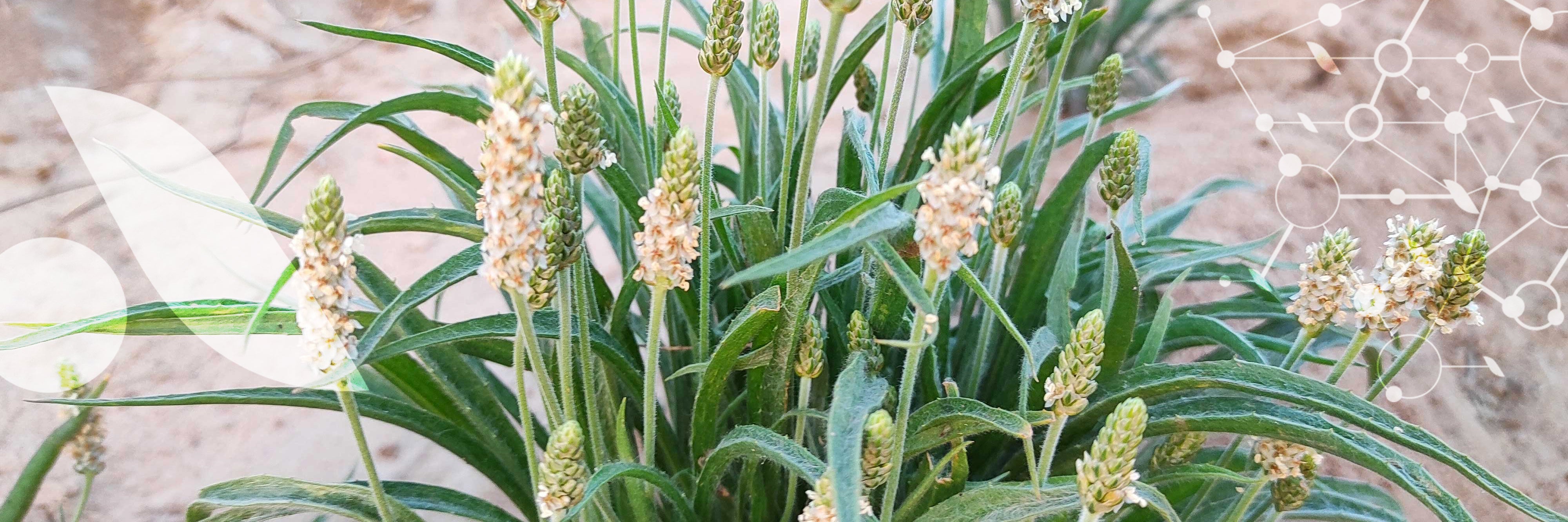 Le [Psyllium blond] ou Ispaghul