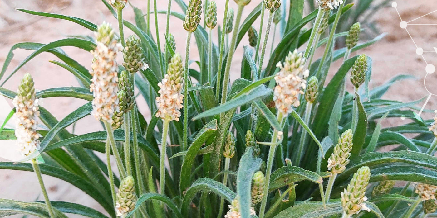 Le [Psyllium blond] ou Ispaghul