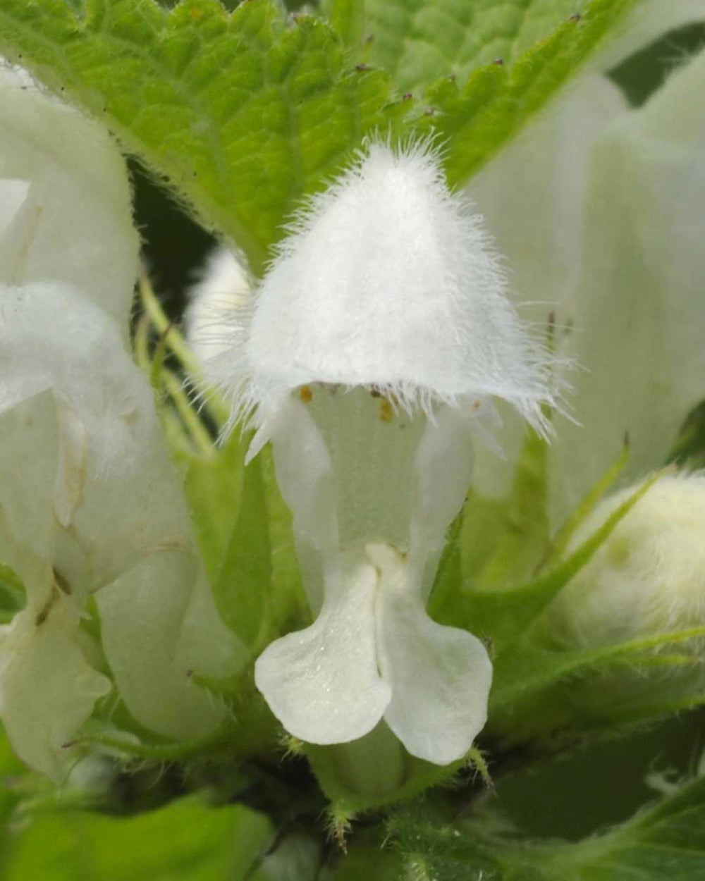 Le [Lamier blanc]