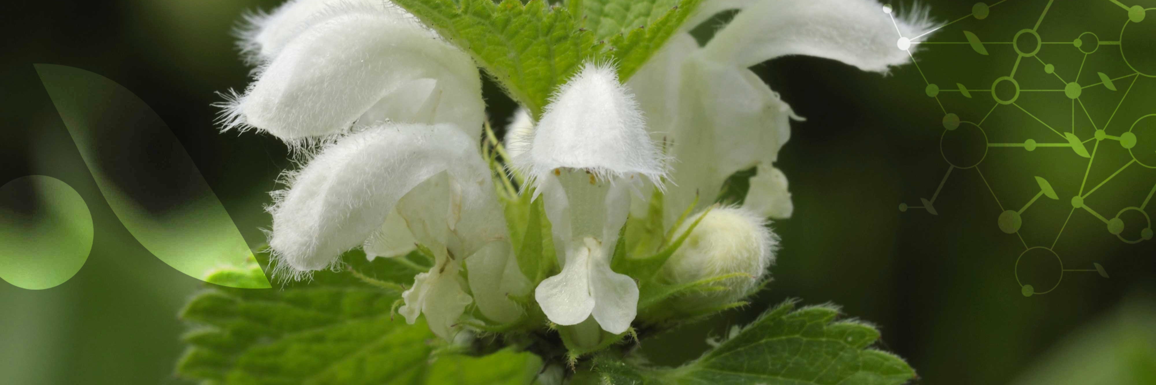 Le [Lamier blanc]