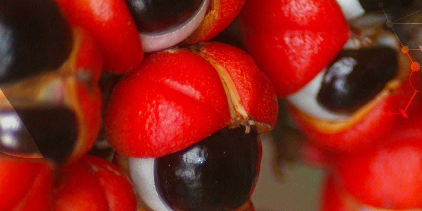 Le [Guarana]