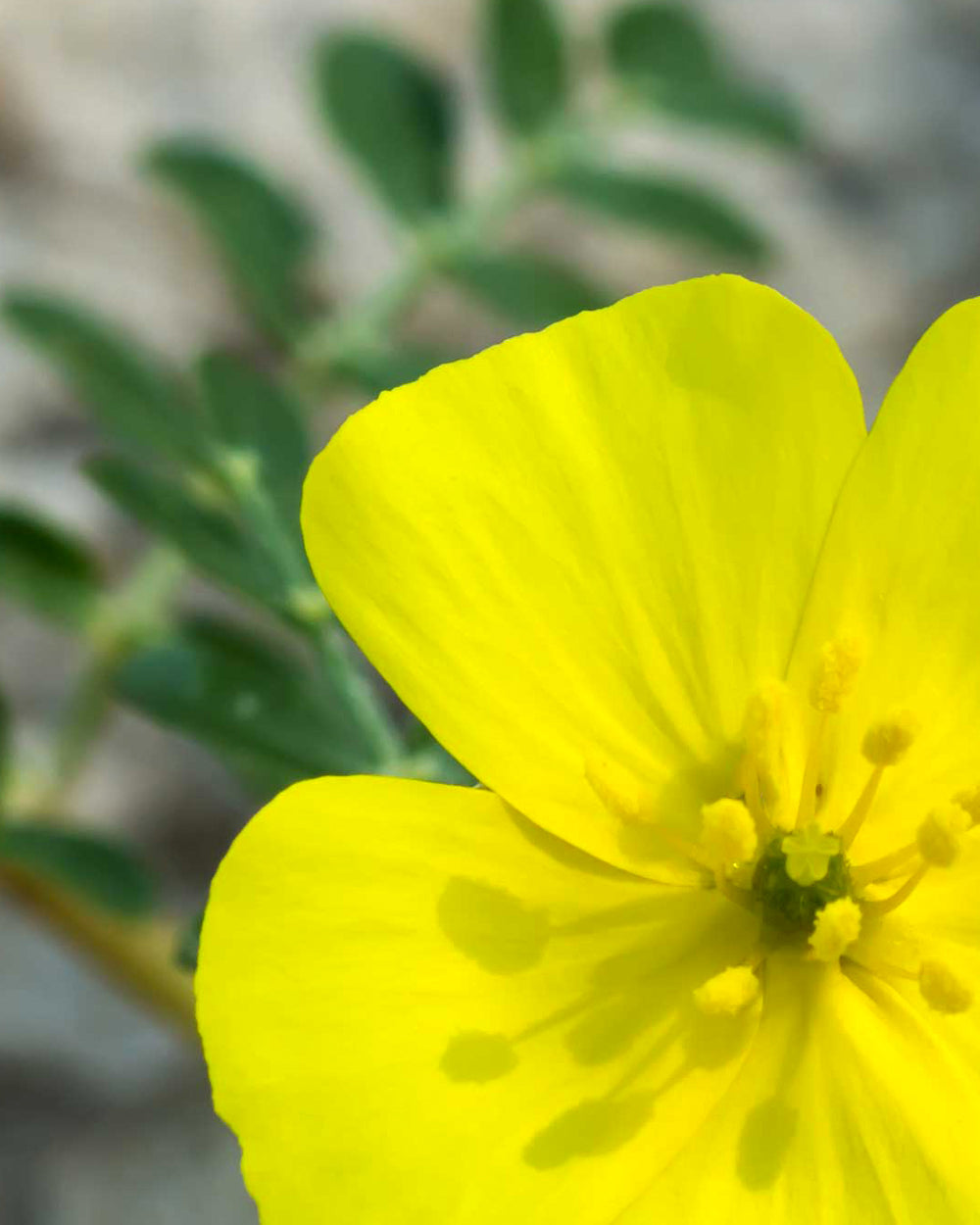 Le [Tribulus]