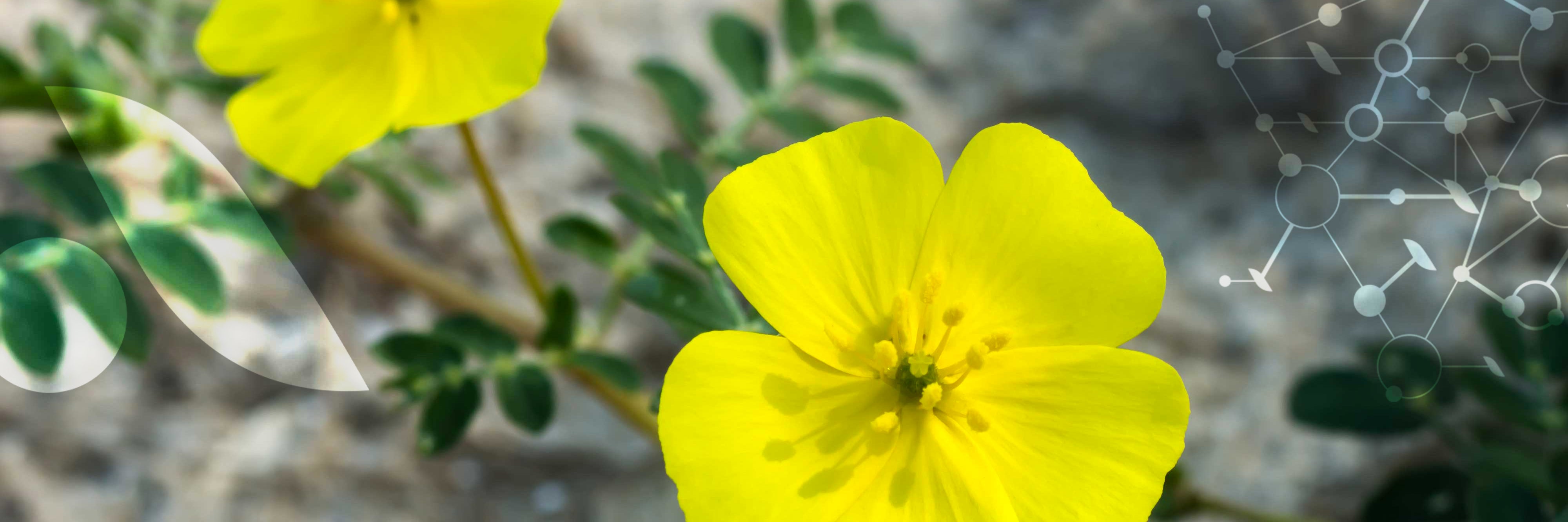 Le [Tribulus]
