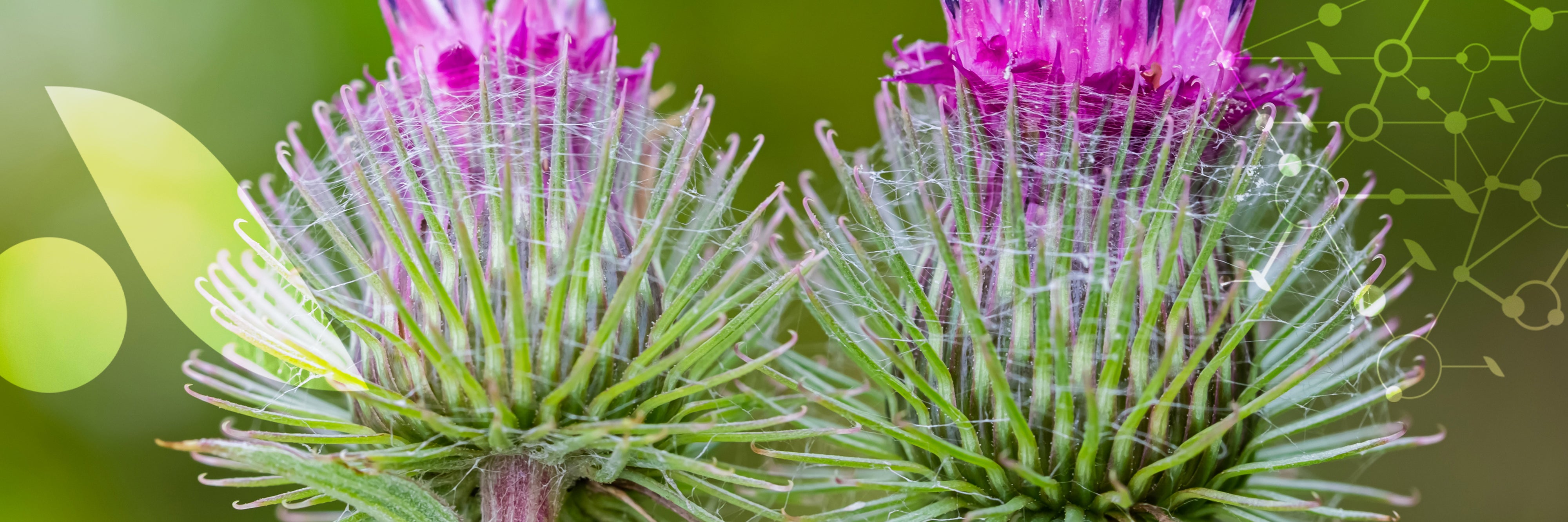 3 plantes pour [détoxifier le foie]