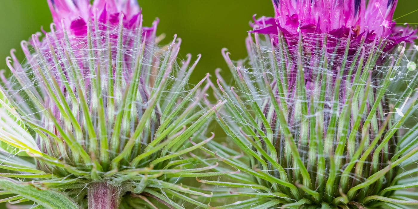 3 plantes pour [détoxifier le foie]