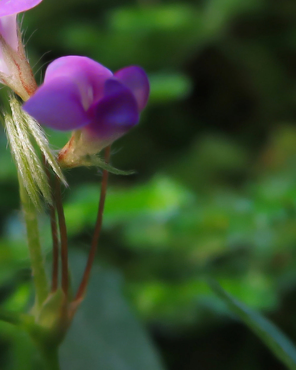 Le Desmodium, la plante qui [détoxifie votre foie]