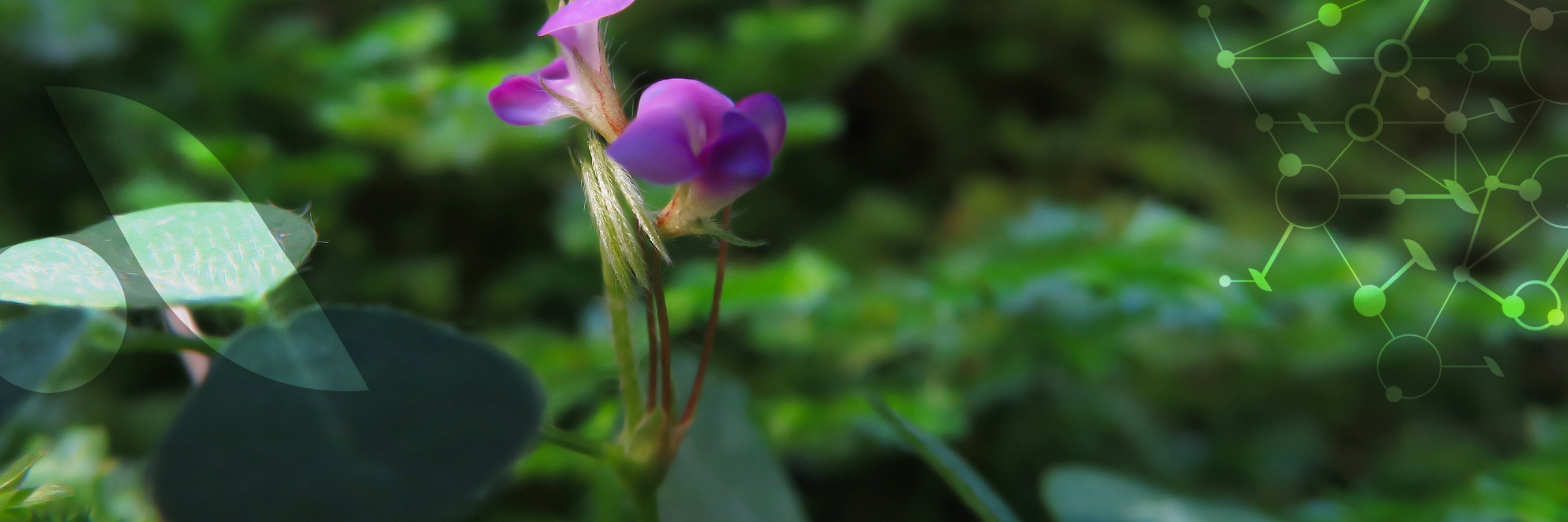 Le Desmodium, la plante qui [détoxifie votre foie]