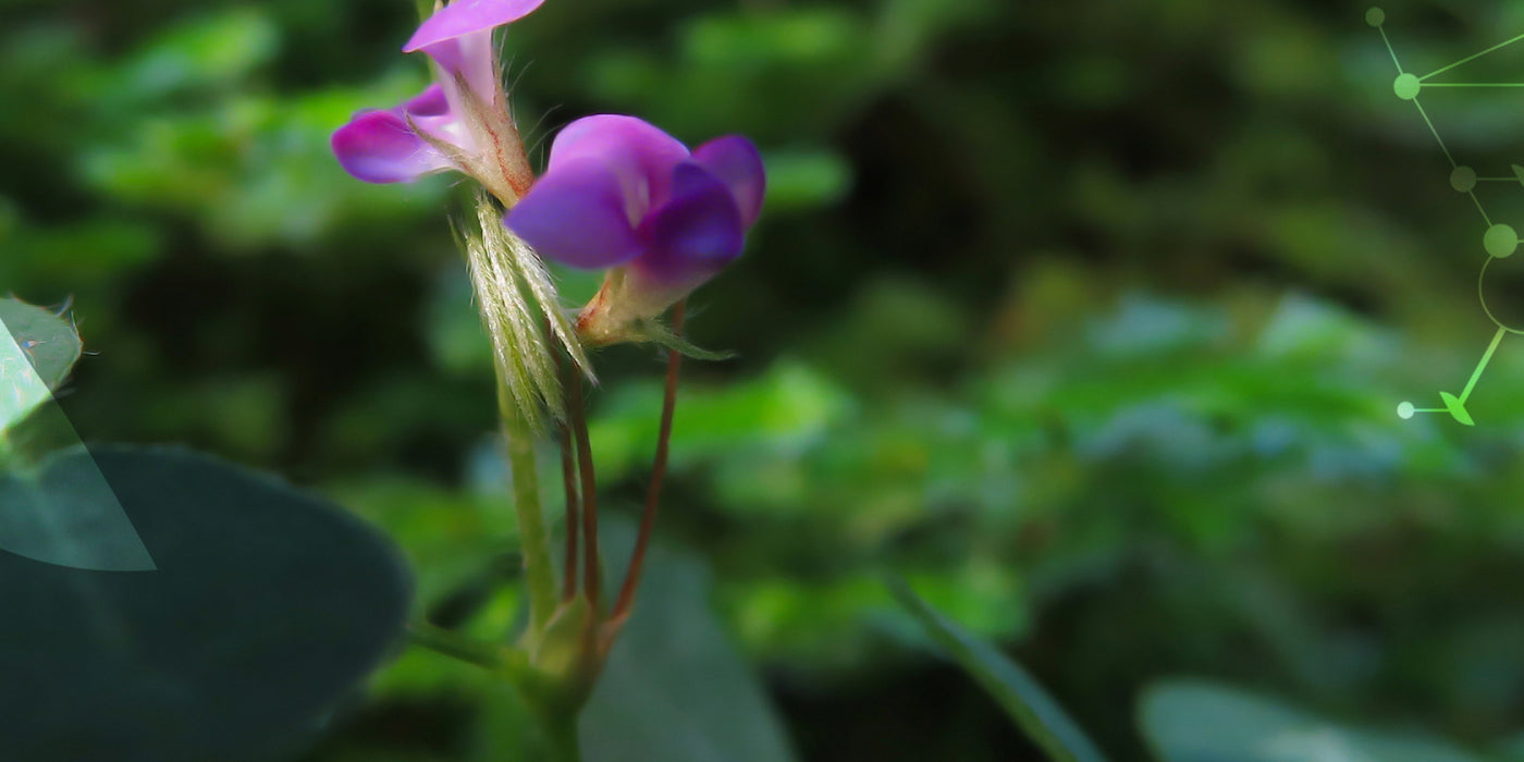 Le Desmodium, la plante qui [détoxifie votre foie]