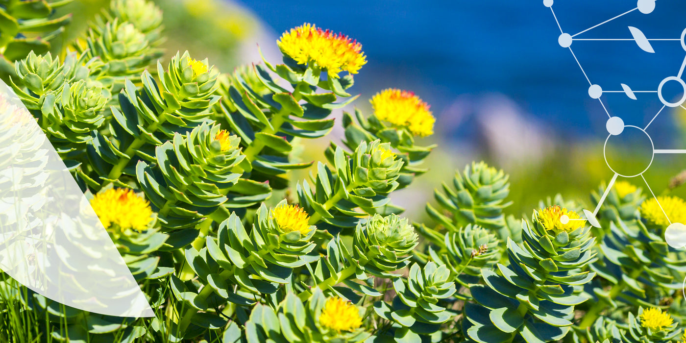 Qu'est-ce qu'une plante [adaptogène] ?