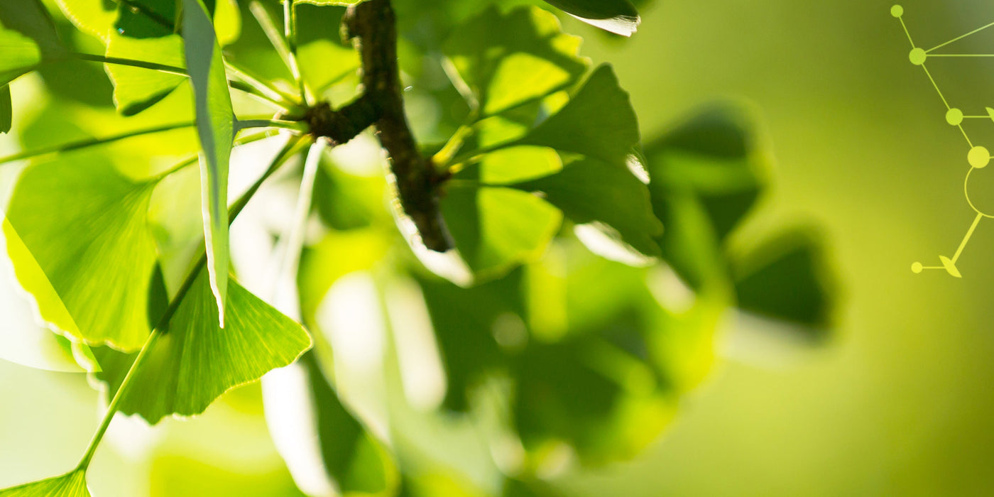 Le [Ginkgo]