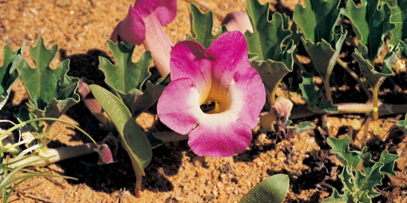 L'[Harpagophytum]