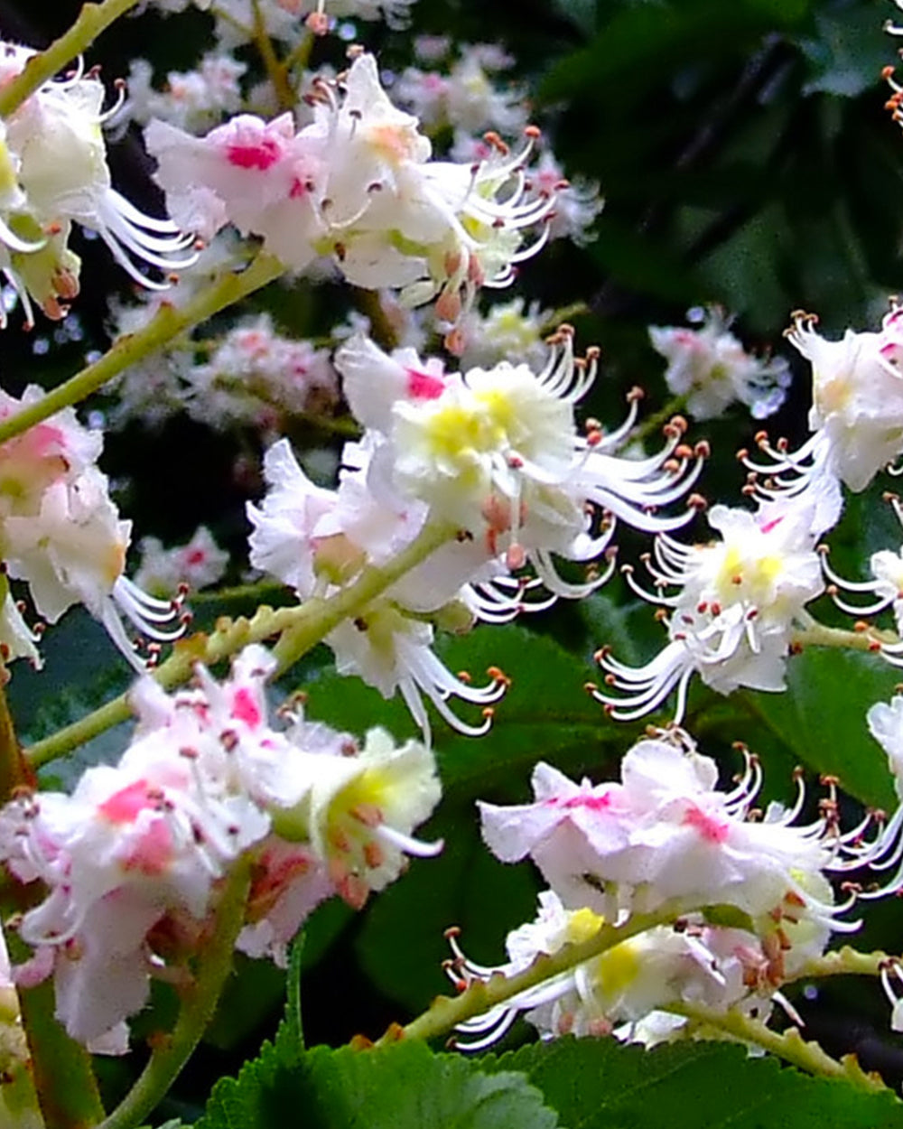 Le [Marronnier d'Inde]