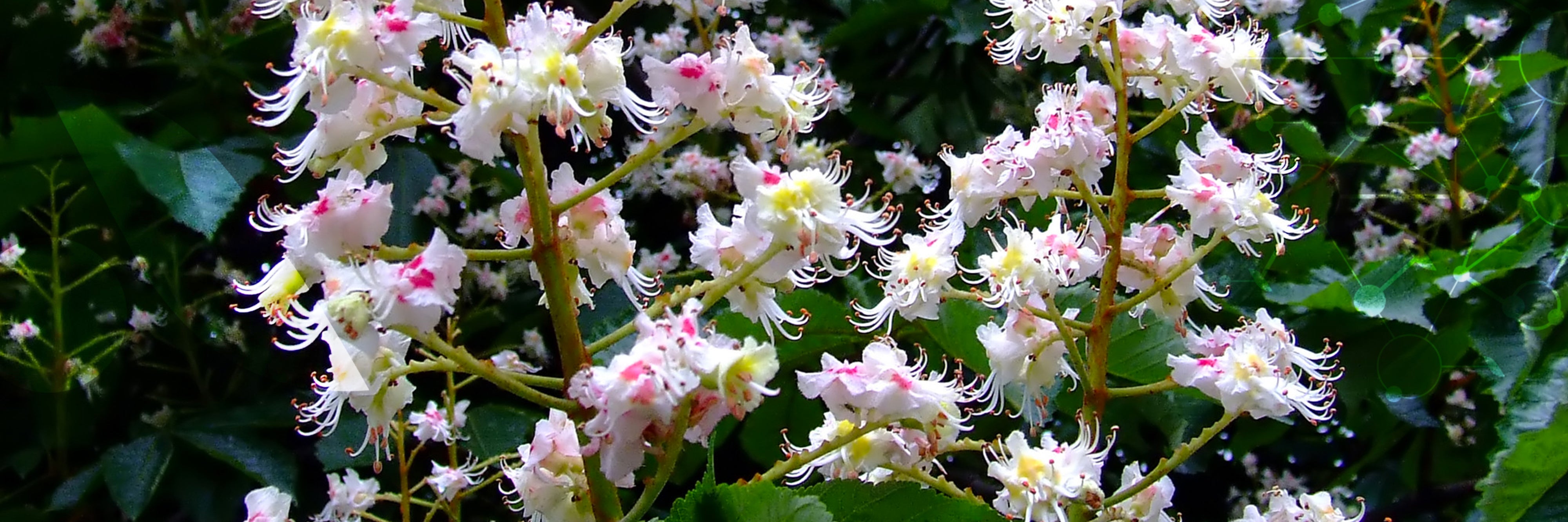 Le [Marronnier d'Inde]