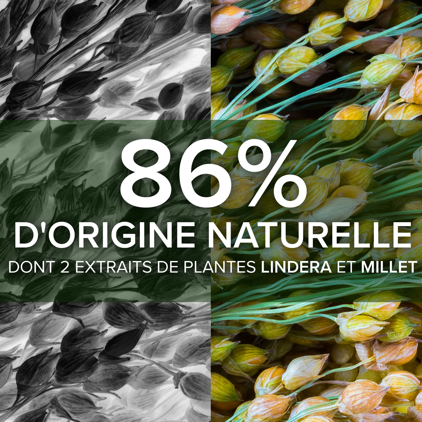 Forcapil® Shampoing Anti-Chute