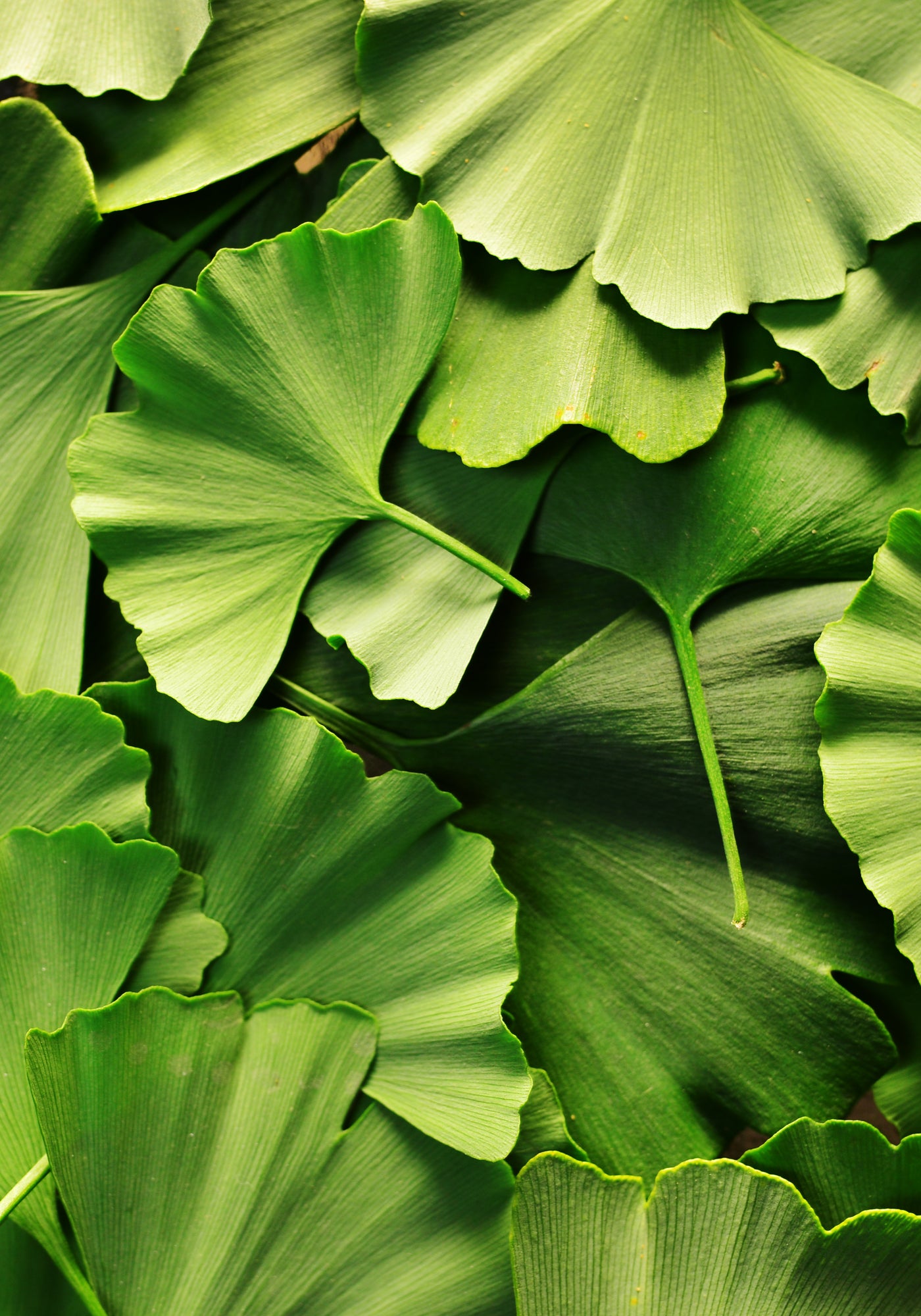 Ginkgo
