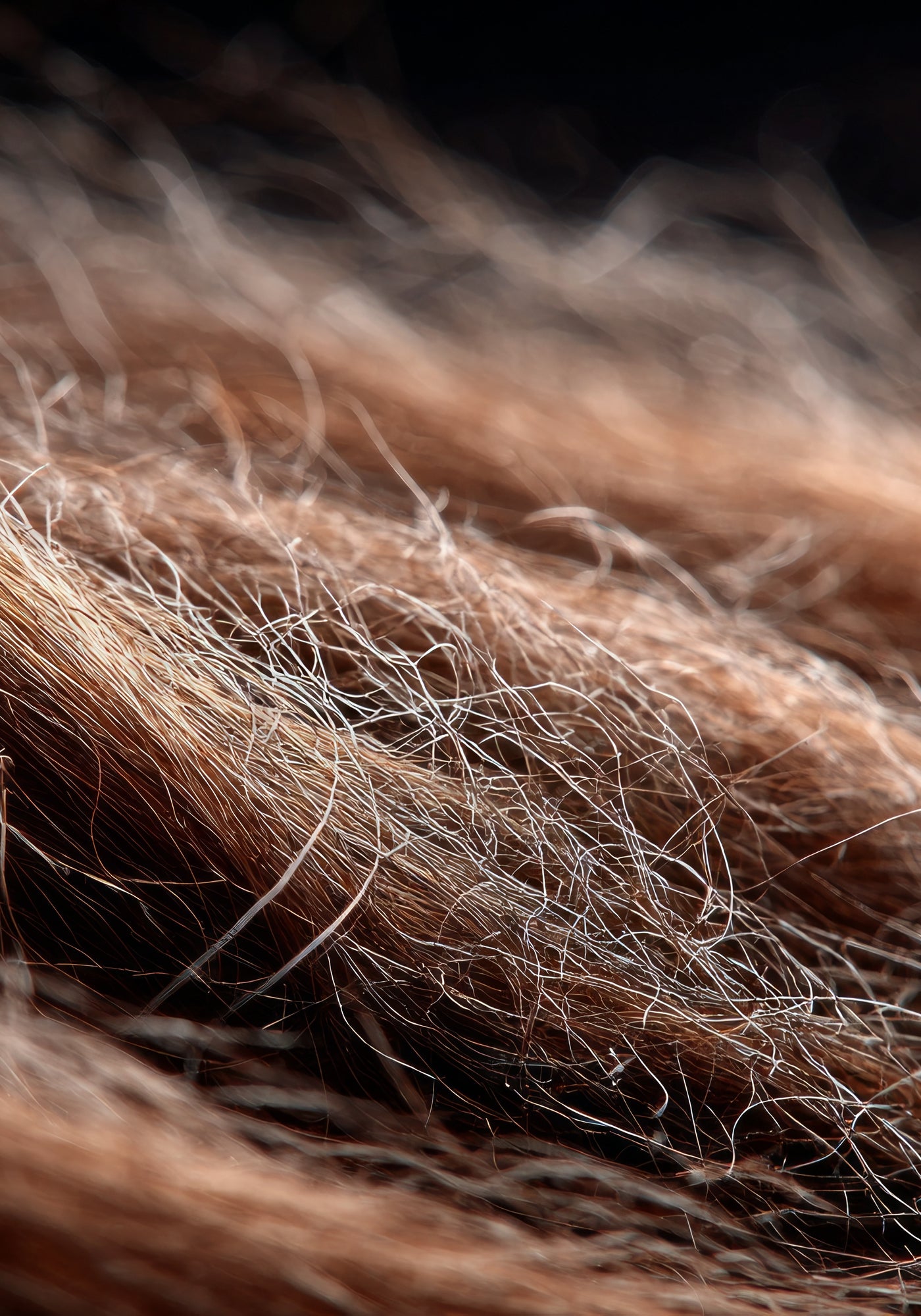 Cheveux cassants ou fragilisés