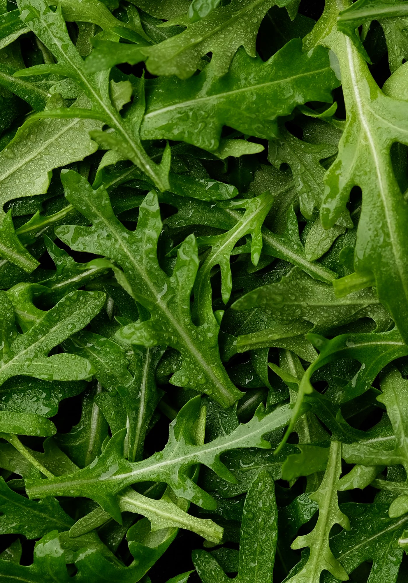 Roquette