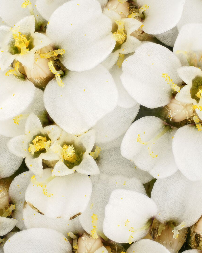L'[Achillée Millefeuille]