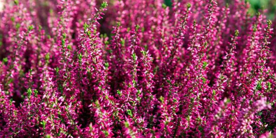 4 plantes pour votre confort urinaire