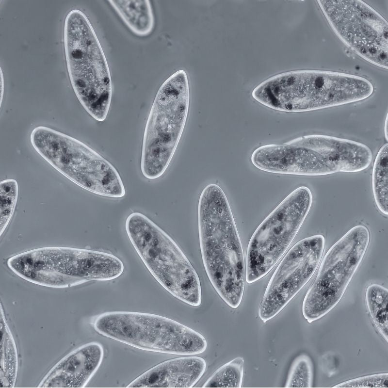 Fonctionnement des mitochondries et énergie cellulaire