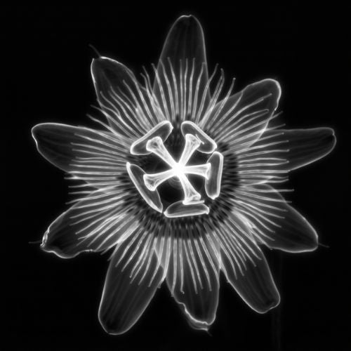 Une connaissance intime du végétal