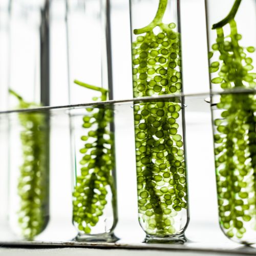 Des contrôles à chaque étape