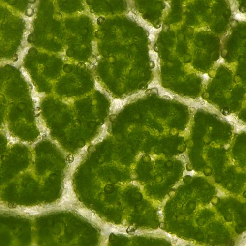 Une assimilation naturelle : le rôle du Totum