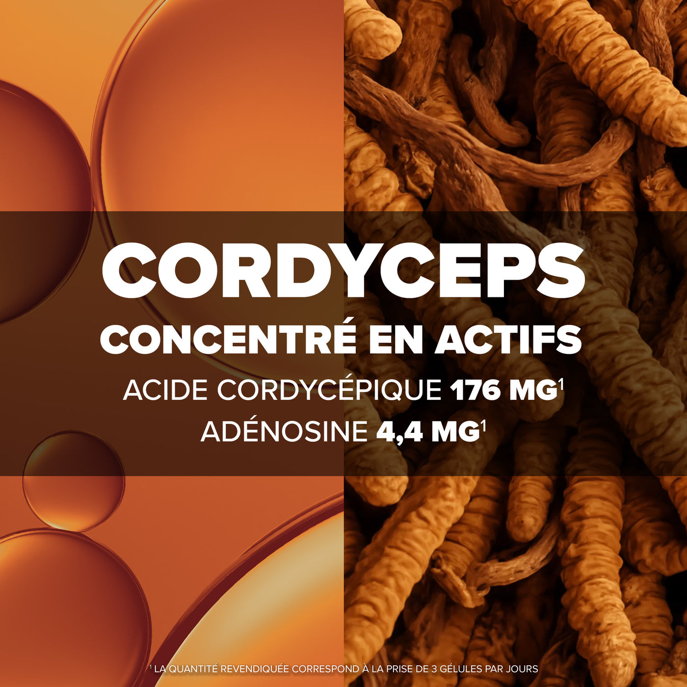 Arkogélules® Cordyceps