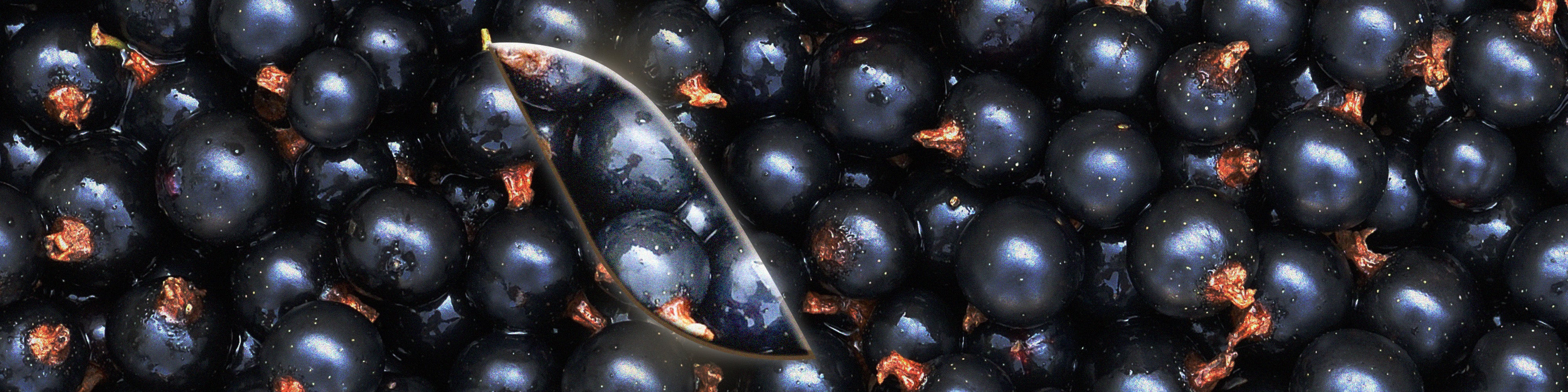 Le [Cassis]