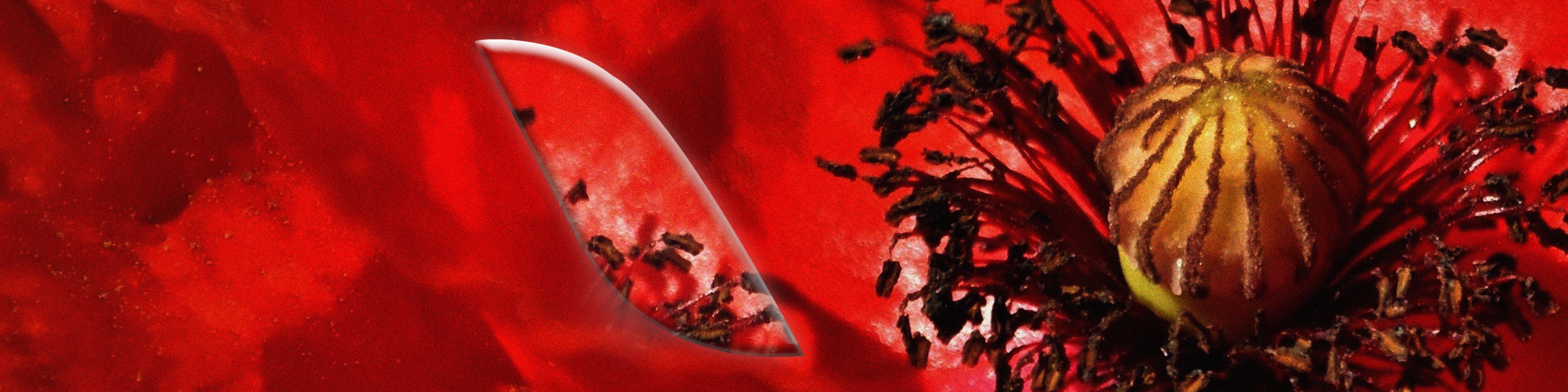 Le [Coquelicot]