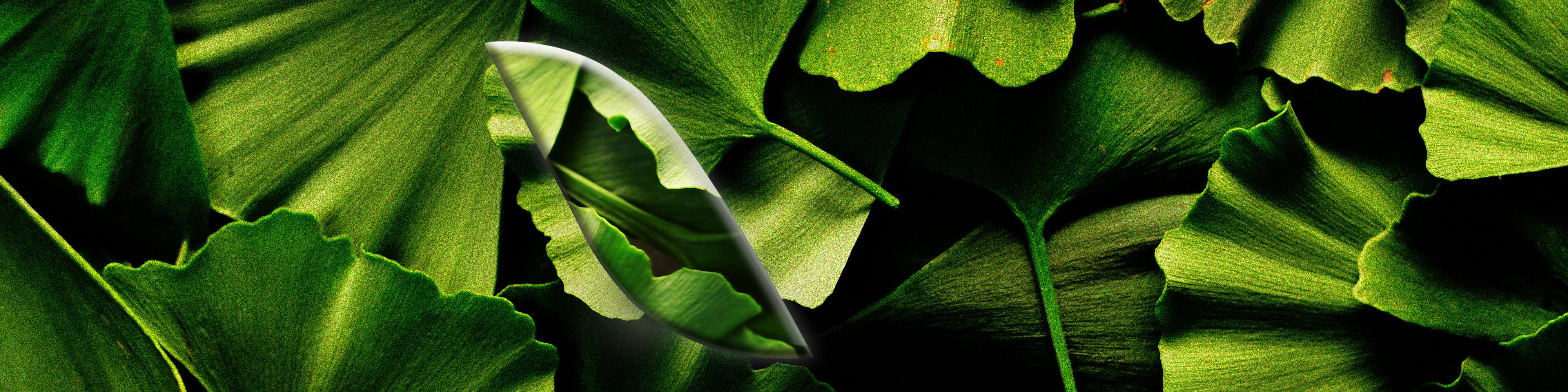 Le [Ginkgo]