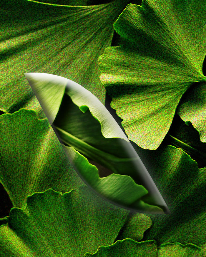 Le [Ginkgo]