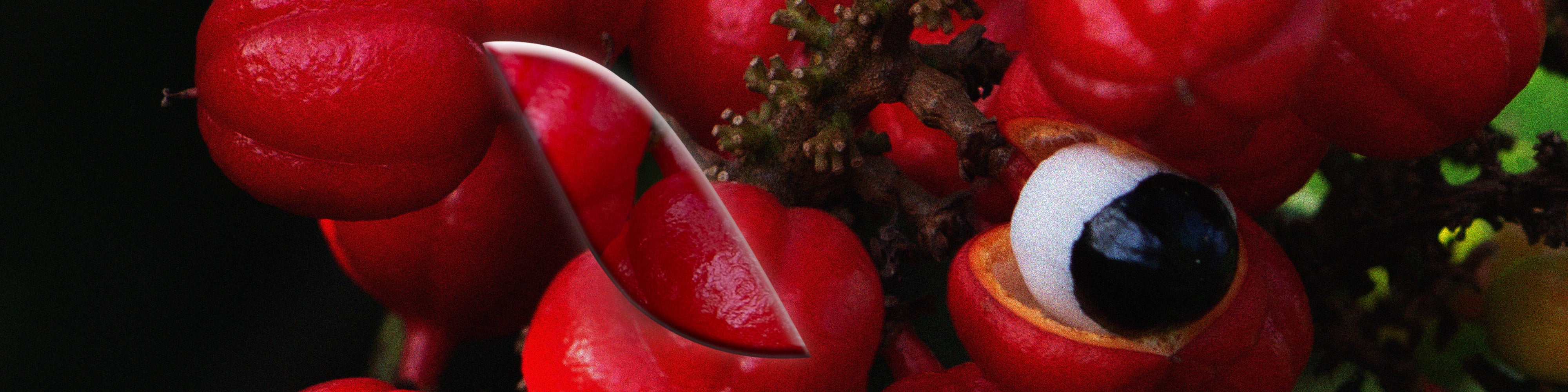 Le [Guarana]