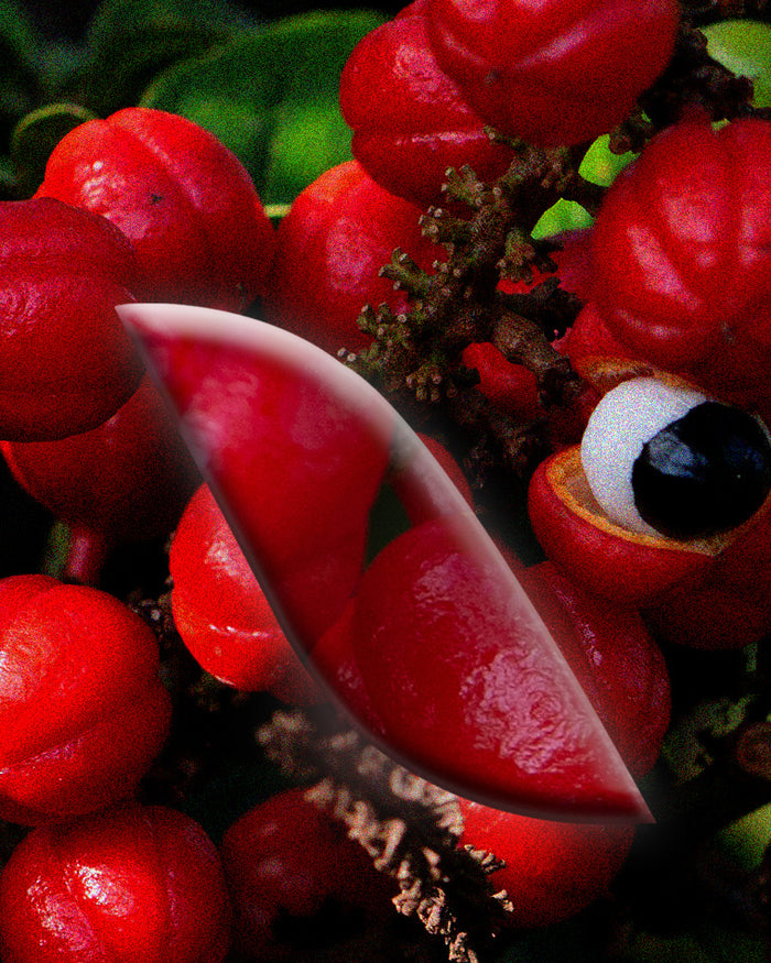Le [Guarana]