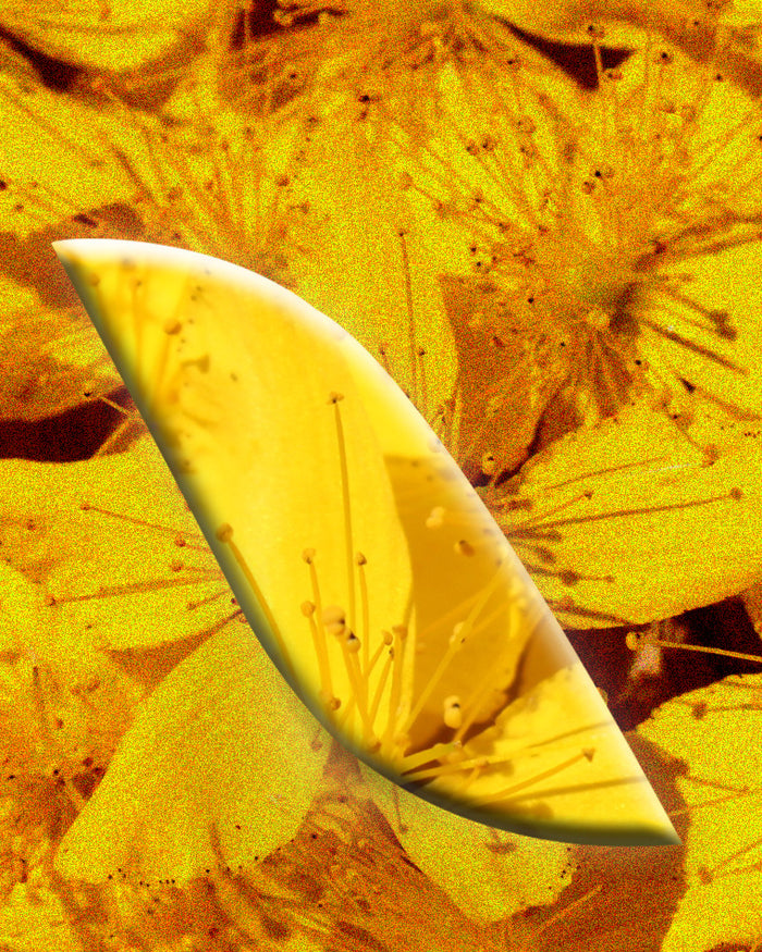 Le [Millepertuis]