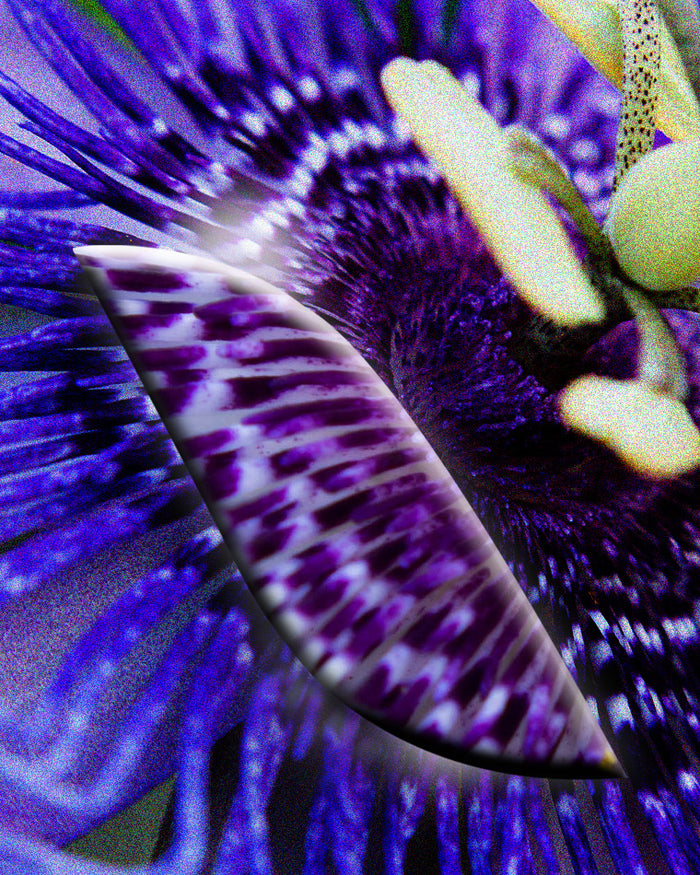 La [Passiflore]