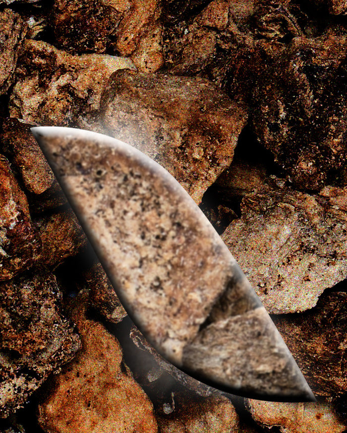 L'[Harpagophytum]