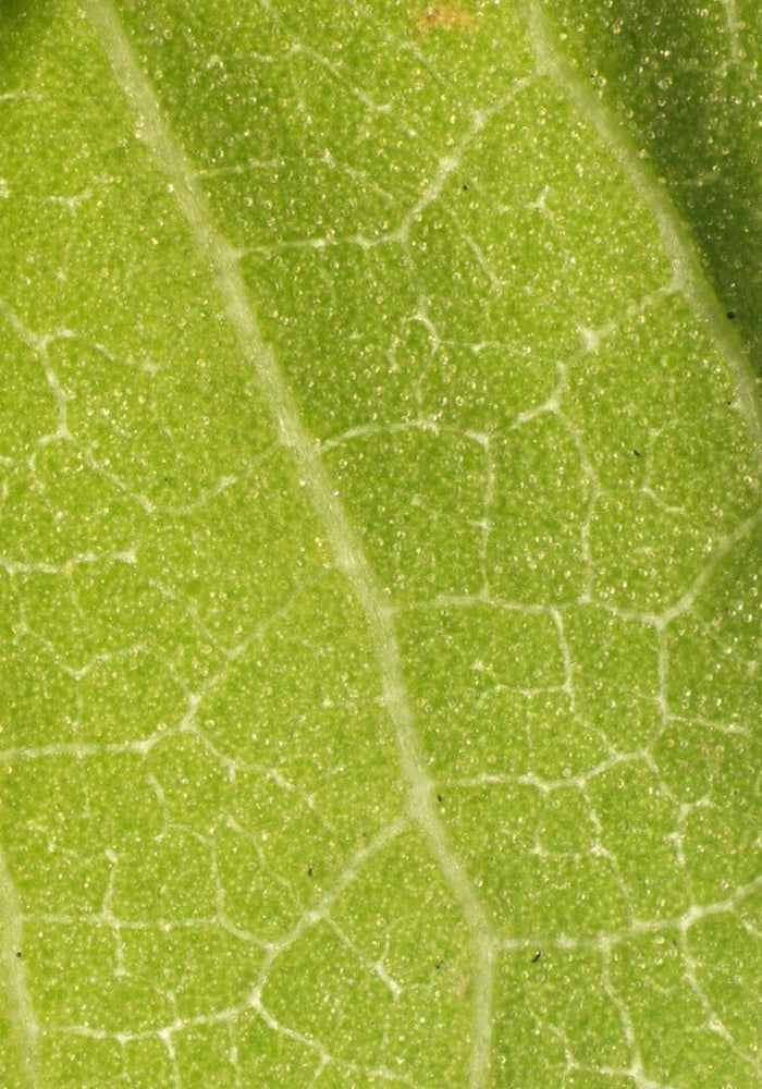 Verveine citronnée