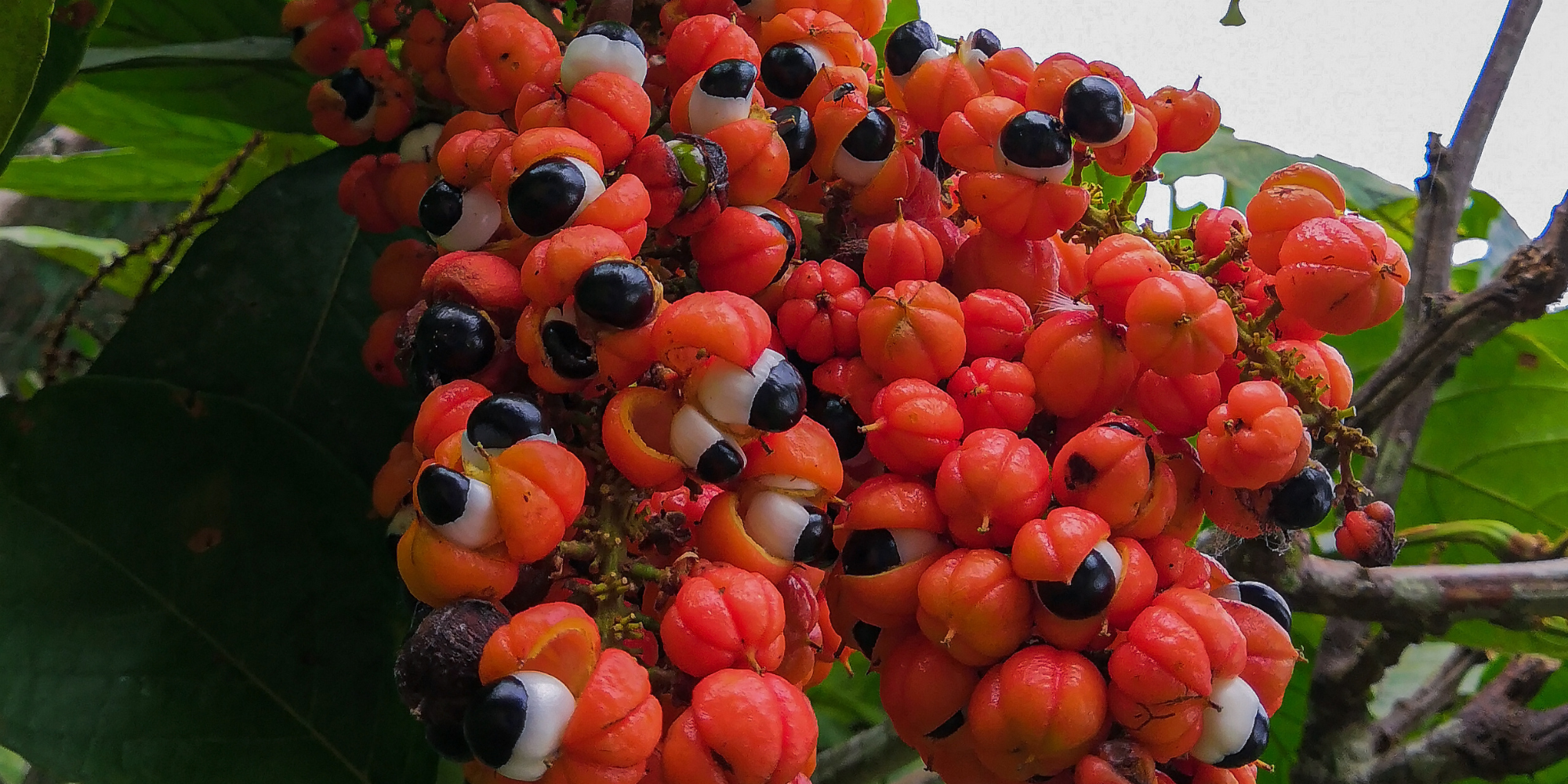 Guarana et minceur : mythe ou allié naturel ?
