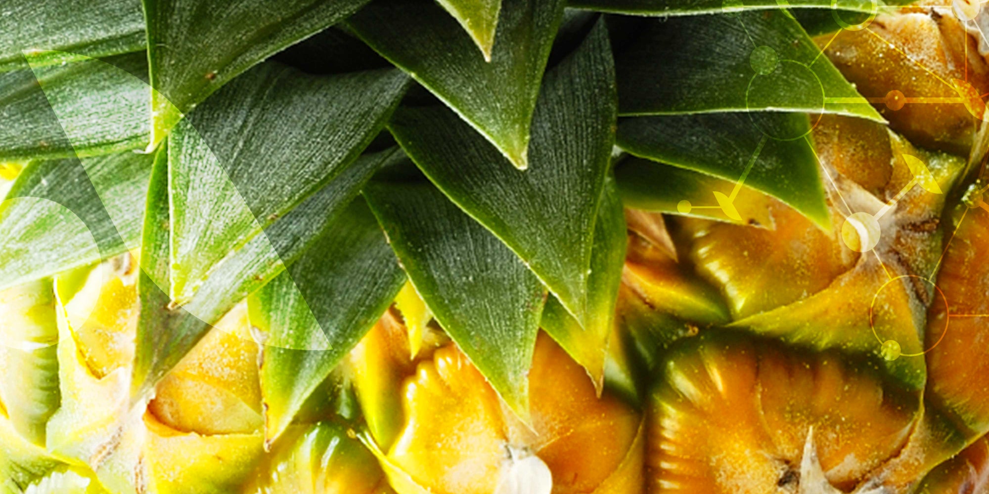 L'Ananas