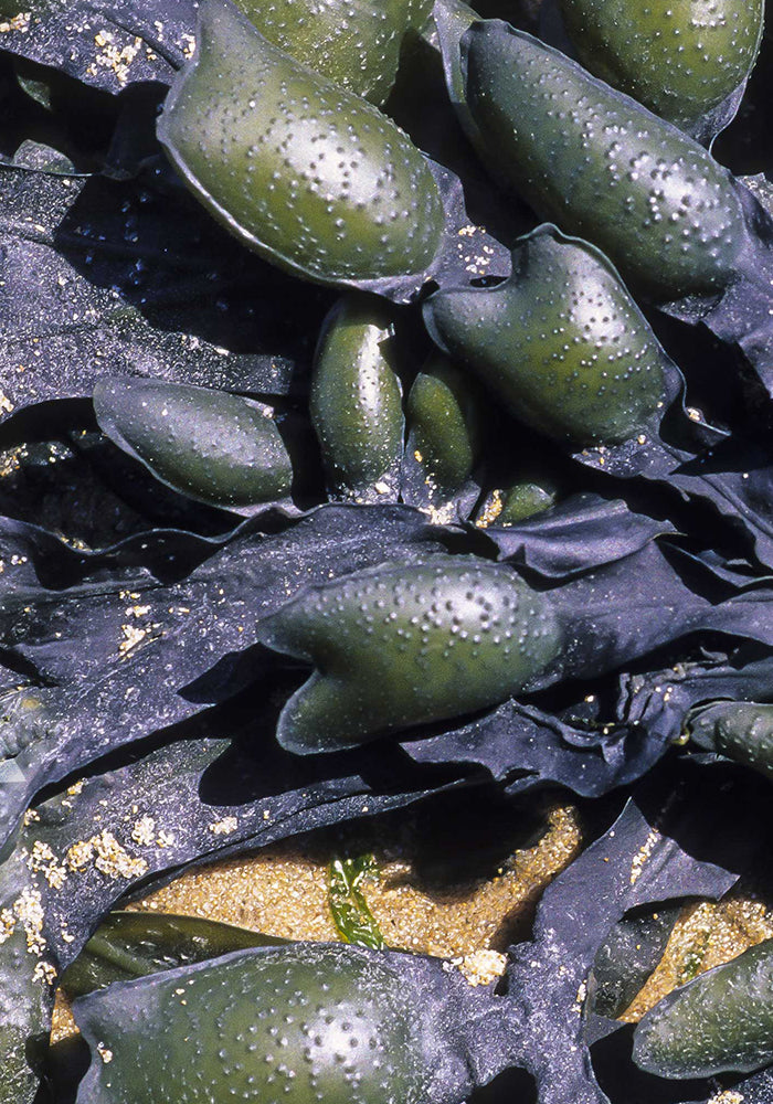 fucus