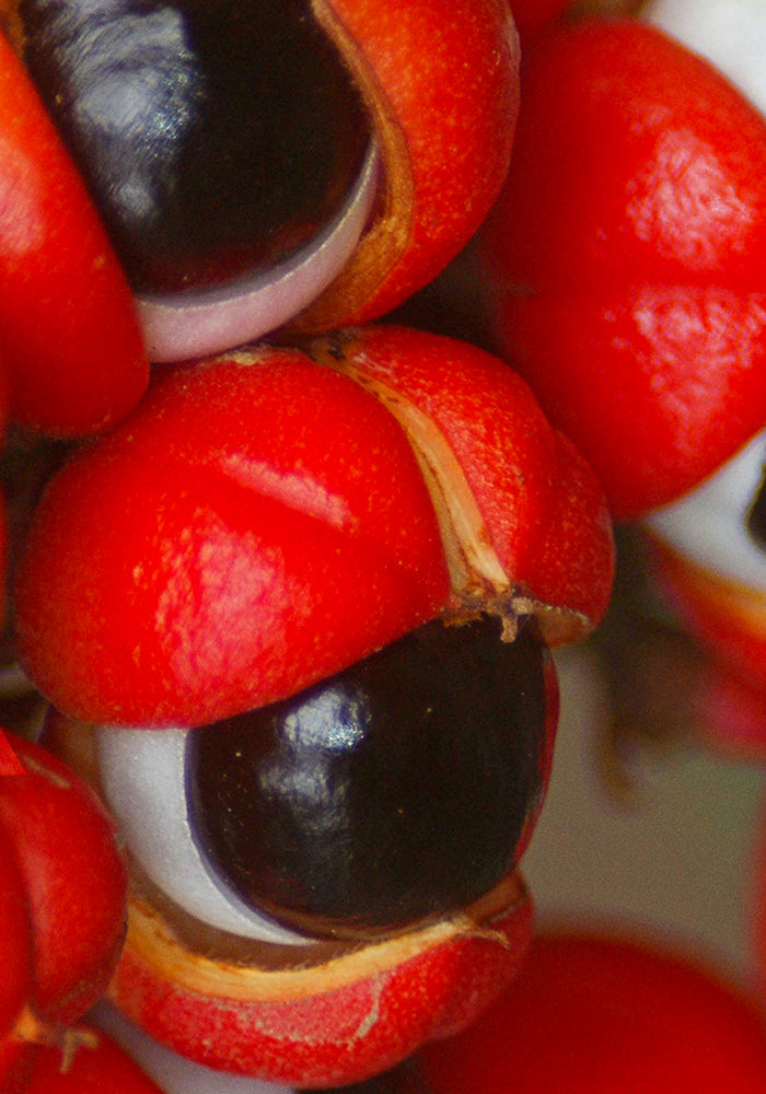guarana