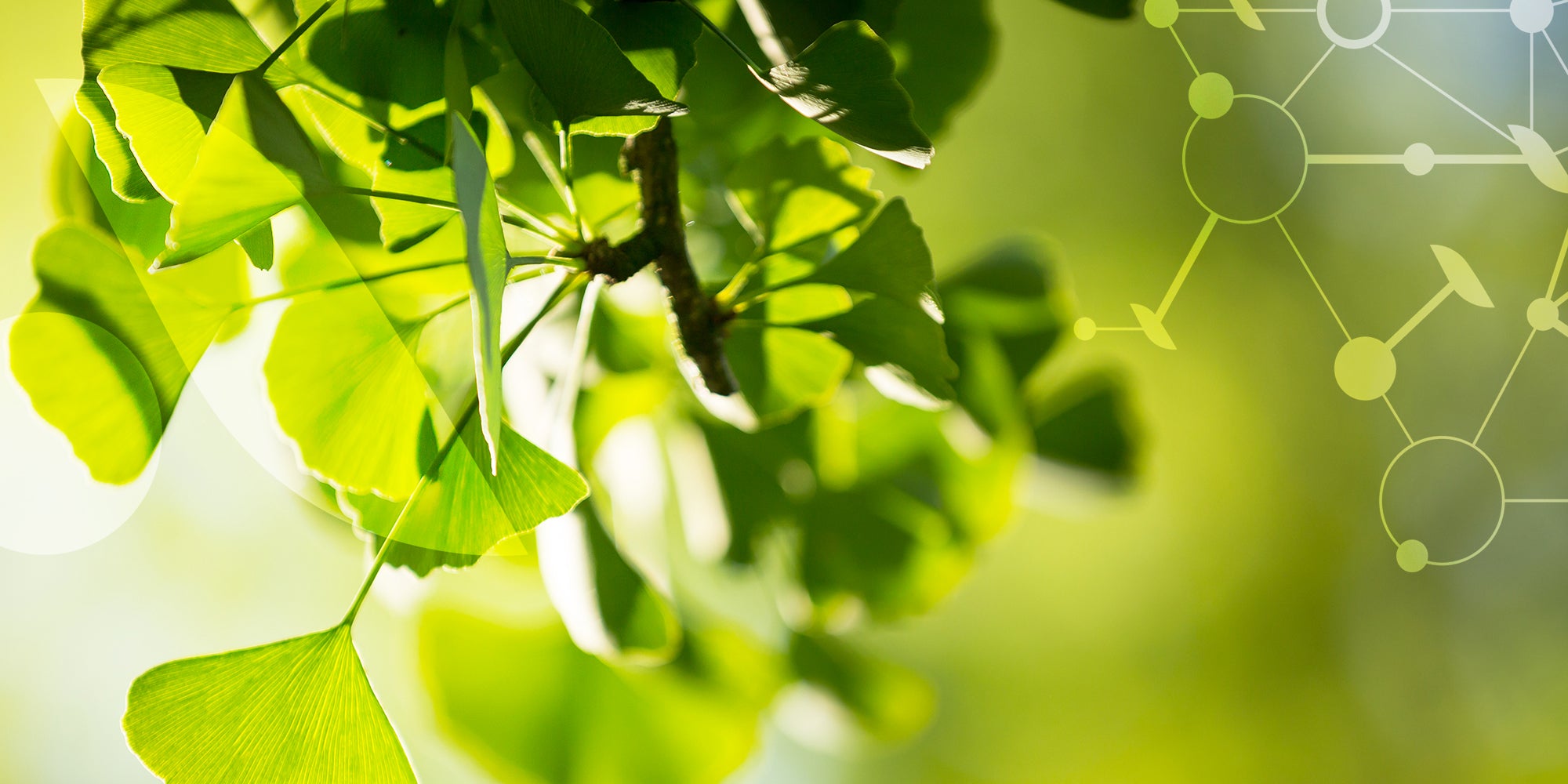 Le Ginkgo
