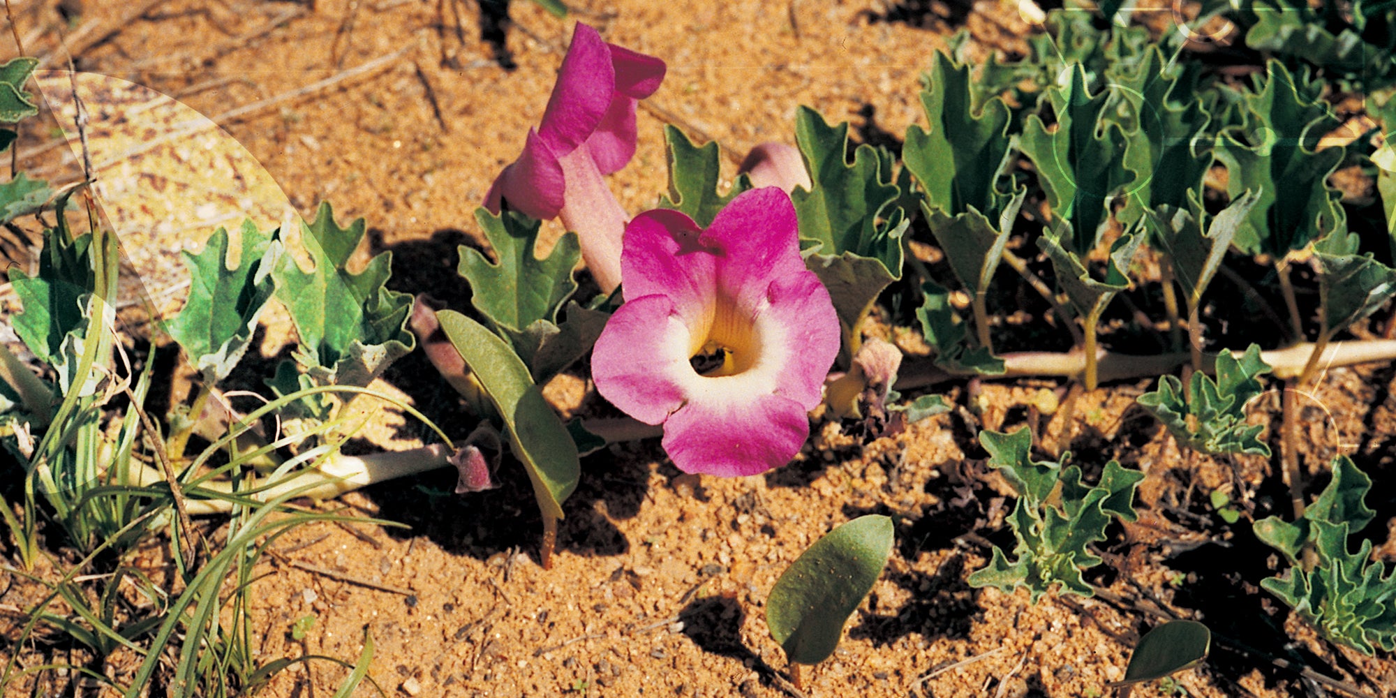 L'Harpagophytum