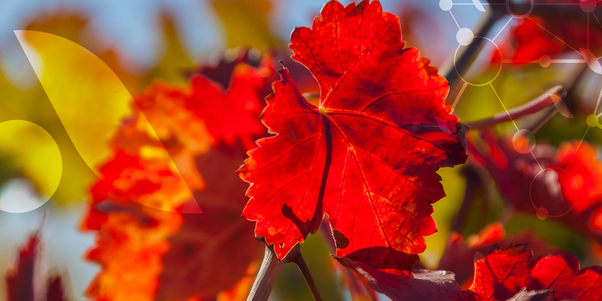 La Vigne rouge